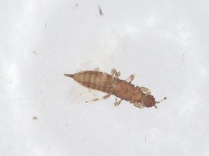  (Azaleothrips - CBG-B23627-F10)  @11 [ ] CreativeCommons - Attribution Share - Alike (2025) Centre for Biodiversity Genomics Centre for Biodiversity Genomics