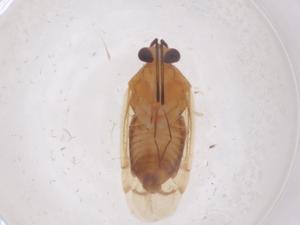  ( - CBG-B23629-A02)  @11 [ ] CreativeCommons - Attribution Share - Alike (2025) Centre for Biodiversity Genomics Centre for Biodiversity Genomics