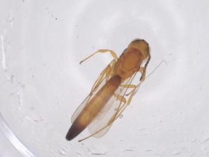  (Macroteleia - CBG-B23629-C11)  @11 [ ] CreativeCommons - Attribution Share - Alike (2025) Centre for Biodiversity Genomics Centre for Biodiversity Genomics