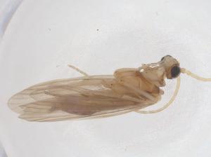  ( - CBG-B23633-C03)  @11 [ ] CreativeCommons - Attribution Share - Alike (2025) Centre for Biodiversity Genomics Centre for Biodiversity Genomics