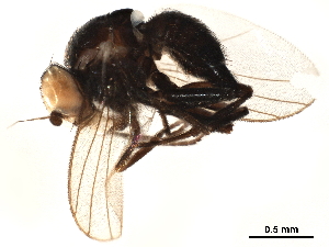  ( - BIOUG44734-B08)  @11 [ ] CreativeCommons - Attribution (2019) CBG Photography Group Centre for Biodiversity Genomics