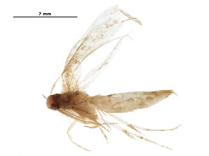  ( - BIOUG44222-H04)  @11 [ ] CreativeCommons - Attribution (2019) CBG Photography Group Centre for Biodiversity Genomics