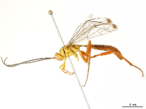  ( - BIOUG44276-A07)  @11 [ ] CreativeCommons - Attribution (2019) CBG Photography Group Centre for Biodiversity Genomics