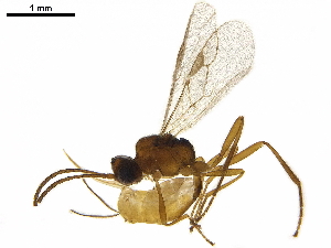  ( - BIOUG44362-A12)  @11 [ ] CreativeCommons - Attribution (2019) CBG Photography Group Centre for Biodiversity Genomics