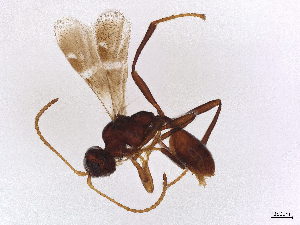  ( - BIOUG49948-C09)  @11 [ ] CreativeCommons - Attribution Share-Alike (2024) CBG Photography Group Centre for Biodiversity Genomics
