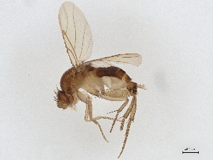  ( - BIOUG49827-E03)  @11 [ ] CreativeCommons - Attribution (2019) CBG Photography Group Centre for Biodiversity Genomics