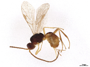  ( - BIOUG50360-C11)  @11 [ ] CreativeCommons - Attribution Share-Alike (2024) CBG Photography Group Centre for Biodiversity Genomics