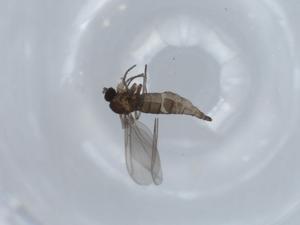  ( - BIOUG58410-D06)  @11 [ ] CreativeCommons - Attribution (2020) Centre for Biodiversity Genomics Centre for Biodiversity Genomics