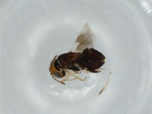  ( - BIOUG58411-G02)  @11 [ ] CreativeCommons - Attribution (2020) Centre for Biodiversity Genomics Centre for Biodiversity Genomics