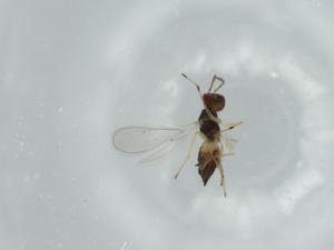  ( - BIOUG58411-G11)  @11 [ ] CreativeCommons - Attribution (2020) Centre for Biodiversity Genomics Centre for Biodiversity Genomics