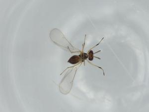  ( - BIOUG58411-H03)  @11 [ ] CreativeCommons - Attribution (2020) Centre for Biodiversity Genomics Centre for Biodiversity Genomics