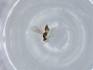  ( - BIOUG58420-H10)  @11 [ ] CreativeCommons - Attribution (2020) Centre for Biodiversity Genomics Centre for Biodiversity Genomics