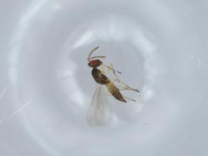  ( - BIOUG58422-G09)  @11 [ ] CreativeCommons - Attribution (2020) Centre for Biodiversity Genomics Centre for Biodiversity Genomics