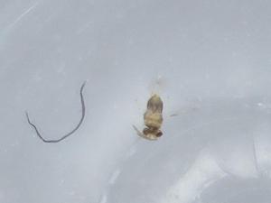  ( - BIOUG57512-G10)  @11 [ ] CreativeCommons - Attribution (2020) Centre for Biodiversity Genomics Centre for Biodiversity Genomics