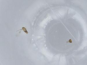  ( - BIOUG57512-H03)  @11 [ ] CreativeCommons - Attribution (2020) Centre for Biodiversity Genomics Centre for Biodiversity Genomics