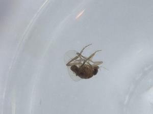  ( - BIOUG57514-H10)  @11 [ ] CreativeCommons - Attribution (2020) Centre for Biodiversity Genomics Centre for Biodiversity Genomics