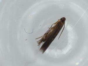  ( - BIOUG57520-D06)  @11 [ ] CreativeCommons - Attribution (2020) Centre for Biodiversity Genomics Centre for Biodiversity Genomics