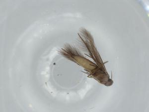  ( - BIOUG57520-D05)  @11 [ ] CreativeCommons - Attribution (2020) Centre for Biodiversity Genomics Centre for Biodiversity Genomics