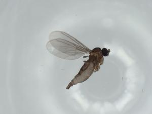  ( - BIOUG57521-G06)  @11 [ ] CreativeCommons - Attribution (2020) Centre for Biodiversity Genomics Centre for Biodiversity Genomics