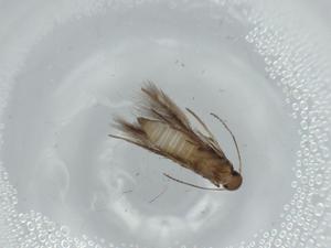  ( - BIOUG57523-C09)  @11 [ ] CreativeCommons - Attribution (2020) Centre for Biodiversity Genomics Centre for Biodiversity Genomics