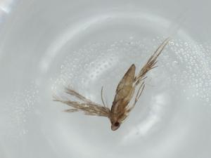  ( - BIOUG57523-D12)  @11 [ ] CreativeCommons - Attribution (2020) Centre for Biodiversity Genomics Centre for Biodiversity Genomics