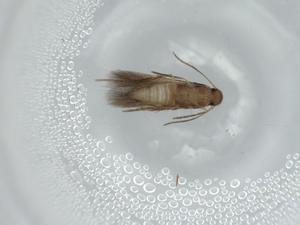  ( - BIOUG57523-D09)  @11 [ ] CreativeCommons - Attribution (2020) Centre for Biodiversity Genomics Centre for Biodiversity Genomics