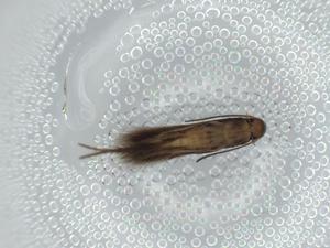  ( - BIOUG57523-D07)  @11 [ ] CreativeCommons - Attribution (2020) Centre for Biodiversity Genomics Centre for Biodiversity Genomics