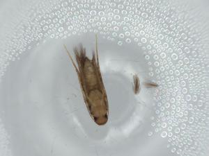  ( - BIOUG57523-D05)  @11 [ ] CreativeCommons - Attribution (2020) Centre for Biodiversity Genomics Centre for Biodiversity Genomics