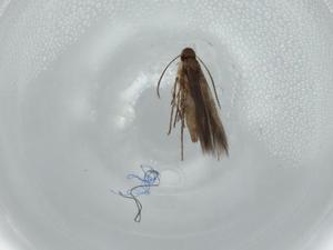  ( - BIOUG57523-D01)  @11 [ ] CreativeCommons - Attribution (2020) Centre for Biodiversity Genomics Centre for Biodiversity Genomics