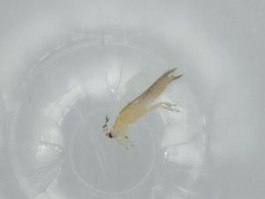  ( - BIOUG57523-G01)  @11 [ ] CreativeCommons - Attribution (2020) Centre for Biodiversity Genomics Centre for Biodiversity Genomics