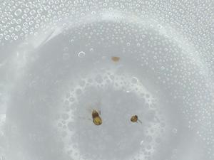  ( - BIOUG57527-E05)  @11 [ ] CreativeCommons - Attribution (2020) Centre for Biodiversity Genomics Centre for Biodiversity Genomics