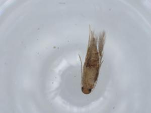  ( - BIOUG57530-E01)  @11 [ ] CreativeCommons - Attribution (2020) Centre for Biodiversity Genomics Centre for Biodiversity Genomics