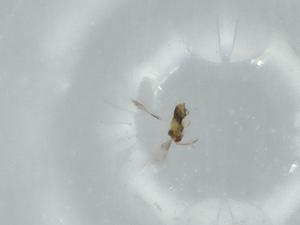  ( - BIOUG57531-E09)  @11 [ ] CreativeCommons - Attribution (2020) Centre for Biodiversity Genomics Centre for Biodiversity Genomics