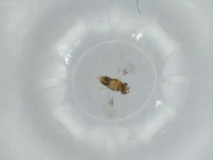  ( - BIOUG57531-E11)  @11 [ ] CreativeCommons - Attribution (2020) Centre for Biodiversity Genomics Centre for Biodiversity Genomics