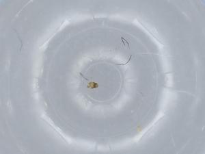  ( - BIOUG57534-D03)  @11 [ ] CreativeCommons - Attribution (2020) Centre for Biodiversity Genomics Centre for Biodiversity Genomics