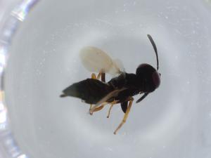  ( - BIOUG57534-E10)  @12 [ ] CreativeCommons - Attribution (2020) Centre for Biodiversity Genomics Centre for Biodiversity Genomics