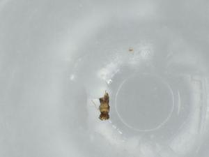  ( - BIOUG57535-H10)  @11 [ ] CreativeCommons - Attribution (2020) Centre for Biodiversity Genomics Centre for Biodiversity Genomics