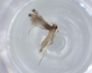  ( - BIOUG57538-H02)  @11 [ ] CreativeCommons - Attribution (2020) Centre for Biodiversity Genomics Centre for Biodiversity Genomics