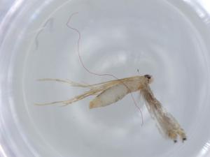  ( - BIOUG57540-H06)  @11 [ ] CreativeCommons - Attribution (2020) Centre for Biodiversity Genomics Centre for Biodiversity Genomics