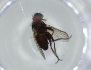  ( - BIOUG57542-G02)  @11 [ ] CreativeCommons - Attribution (2020) Centre for Biodiversity Genomics Centre for Biodiversity Genomics