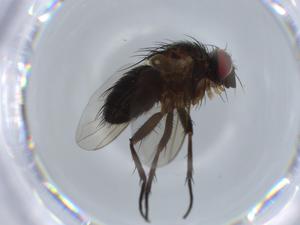  ( - BIOUG58332-C04)  @11 [ ] CreativeCommons - Attribution (2020) Centre for Biodiversity Genomics Centre for Biodiversity Genomics