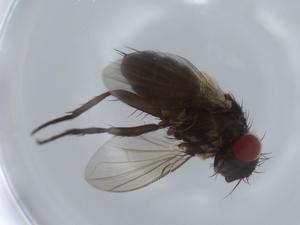  ( - BIOUG58332-H02)  @11 [ ] CreativeCommons - Attribution (2020) Centre for Biodiversity Genomics Centre for Biodiversity Genomics