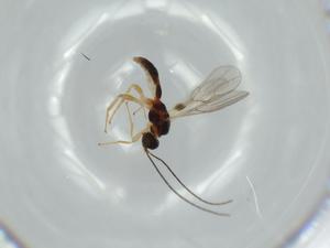  ( - BIOUG58340-B09)  @11 [ ] CreativeCommons - Attribution (2020) Centre for Biodiversity Genomics Centre for Biodiversity Genomics