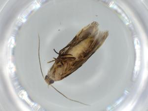  ( - BIOUG58340-E05)  @11 [ ] CreativeCommons - Attribution (2020) Centre for Biodiversity Genomics Centre for Biodiversity Genomics