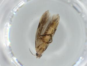  ( - BIOUG58340-E07)  @11 [ ] CreativeCommons - Attribution (2020) Centre for Biodiversity Genomics Centre for Biodiversity Genomics