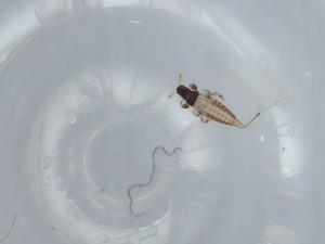  ( - BIOUG58341-A01)  @11 [ ] CreativeCommons - Attribution (2020) Centre for Biodiversity Genomics Centre for Biodiversity Genomics