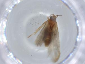  ( - BIOUG57422-B04)  @11 [ ] CreativeCommons - Attribution (2020) Centre for Biodiversity Genomics Centre for Biodiversity Genomics