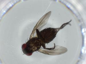  ( - BIOUG57423-B02)  @11 [ ] CreativeCommons - Attribution (2020) Centre for Biodiversity Genomics Centre for Biodiversity Genomics