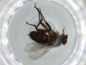  ( - BIOUG57423-A09)  @11 [ ] CreativeCommons - Attribution (2020) Centre for Biodiversity Genomics Centre for Biodiversity Genomics