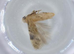  ( - BIOUG57425-E05)  @11 [ ] CreativeCommons - Attribution (2020) Centre for Biodiversity Genomics Centre for Biodiversity Genomics